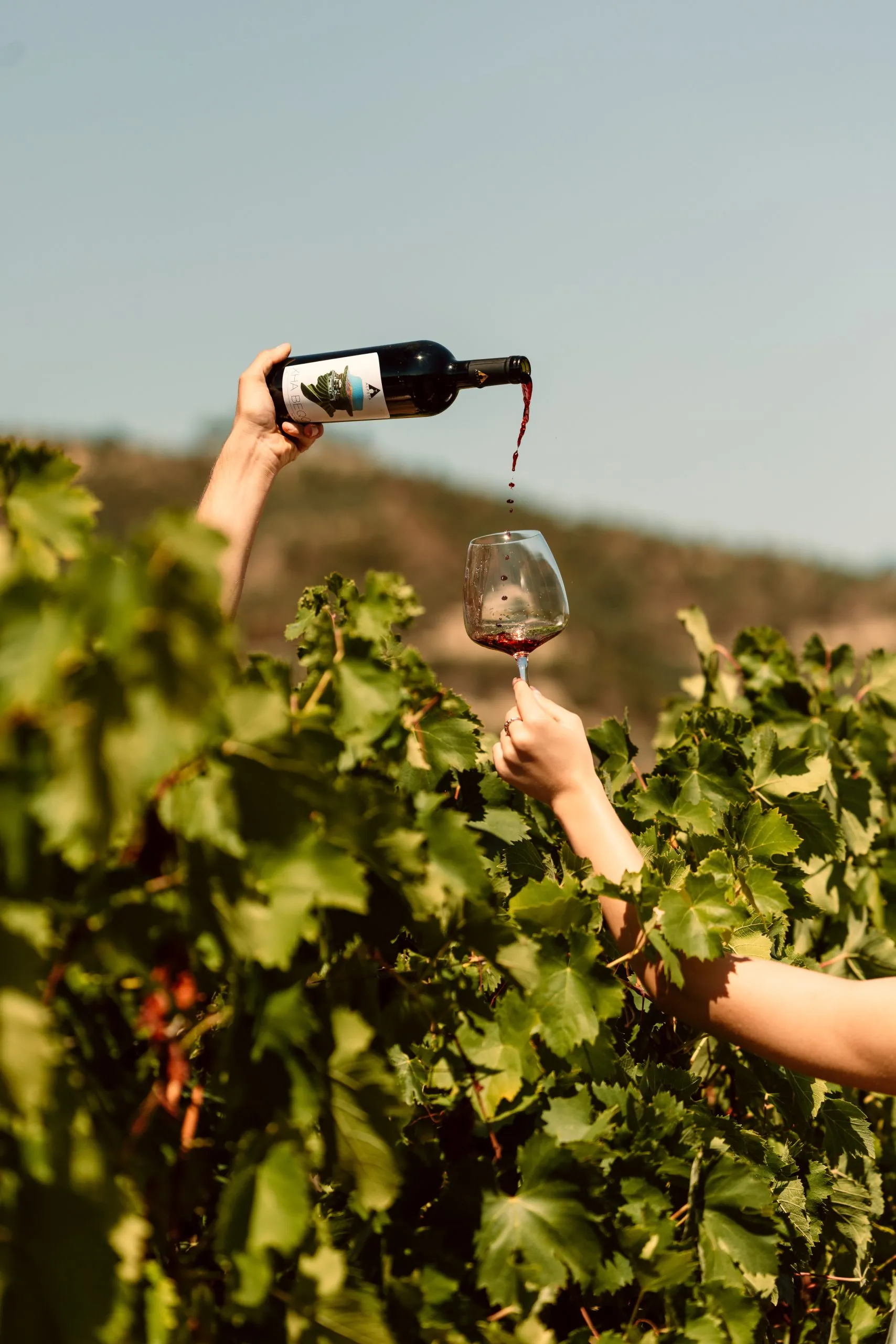 Xha Beqo red wine poured into a glass held up among the vines, hills behind