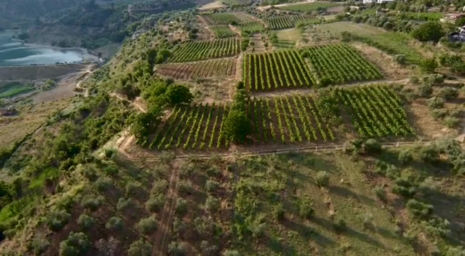 Drone flight over the vineyard terraces of Roshnik
