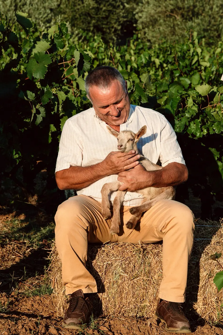 A man in a white shirt sitting among the vines with a young lamb in his arms