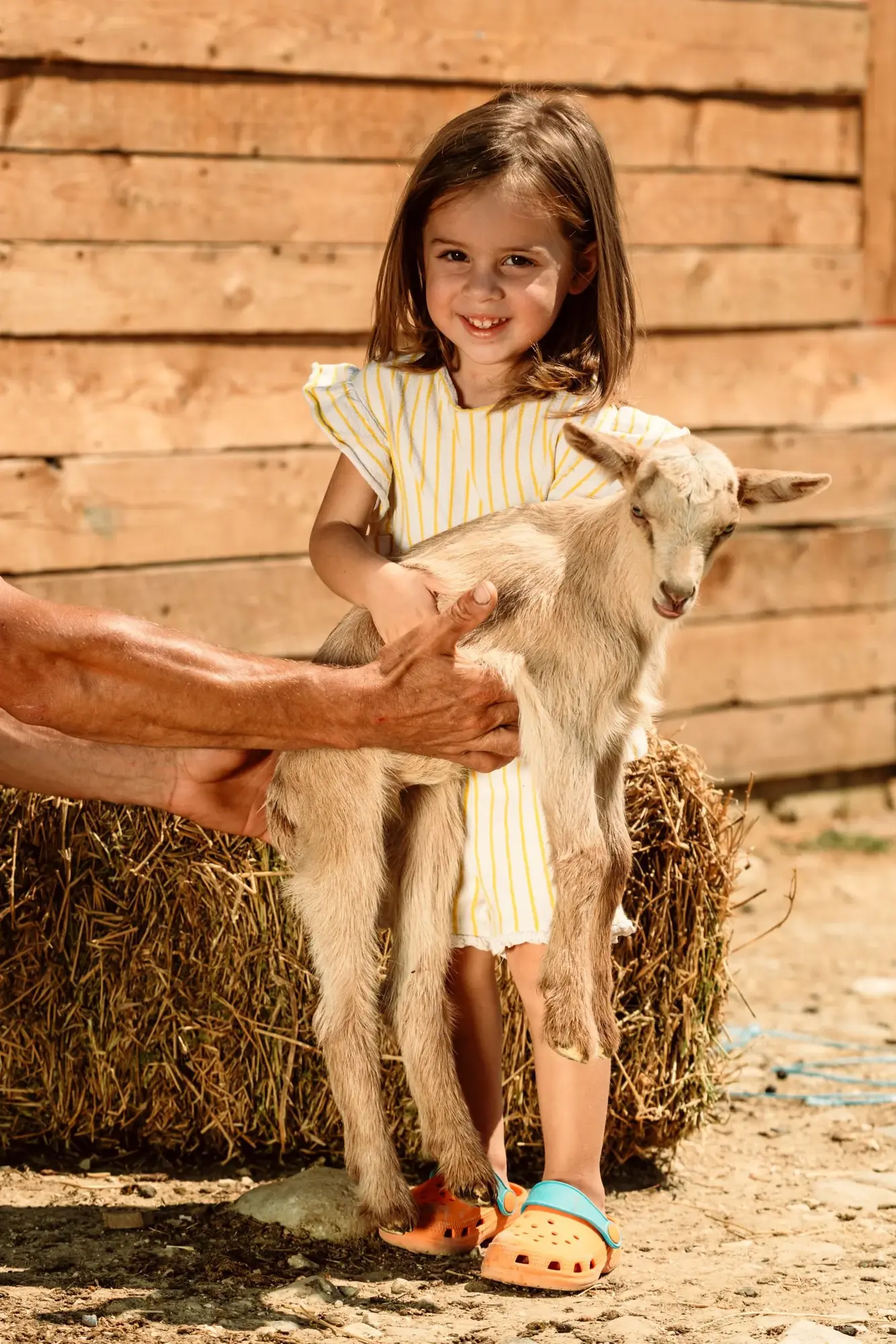 A smiling little girl holding a young goat in front of a wooden barn wall and a hay bale