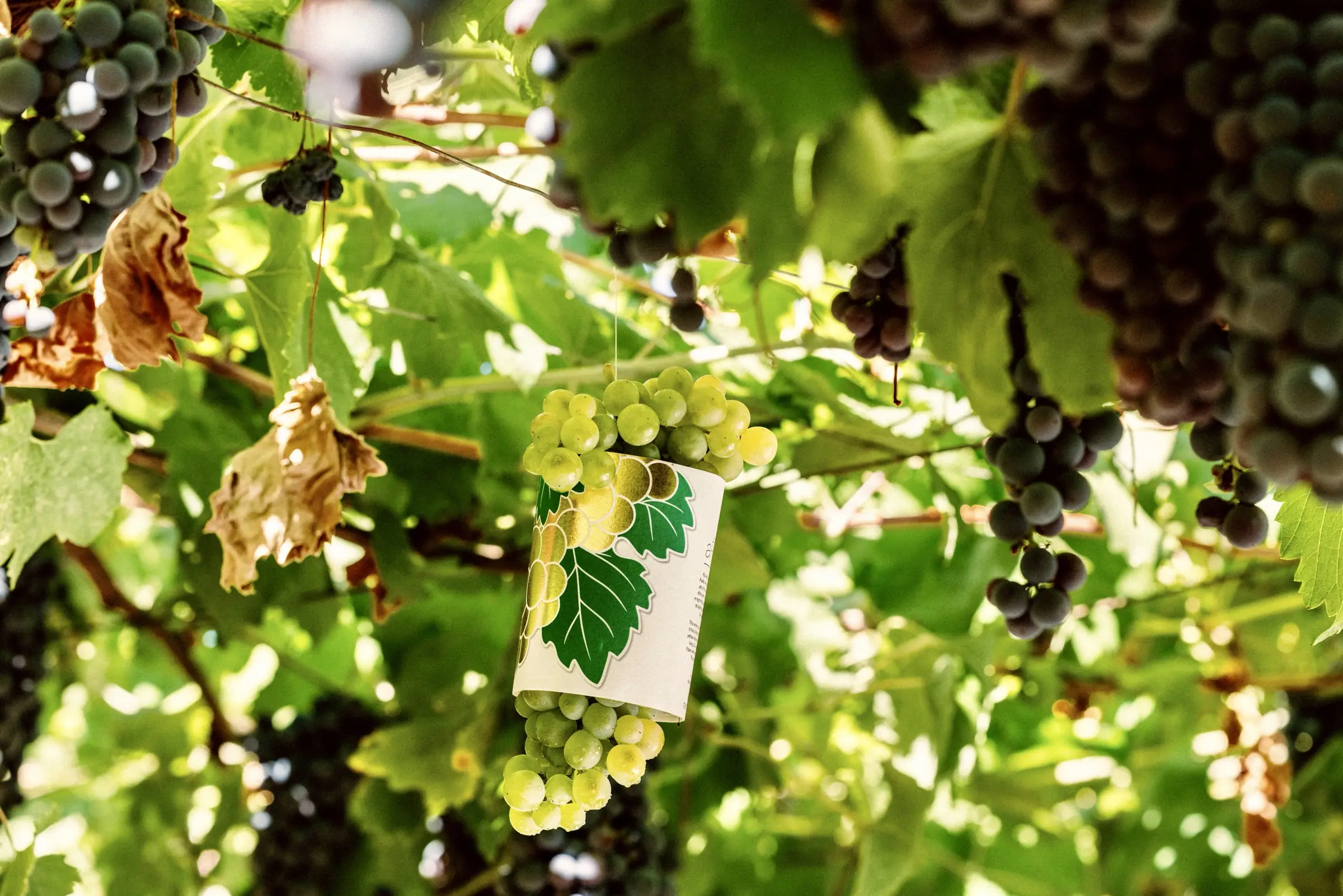 Golden Pulëz grapes and dark grapes hanging under the pergola