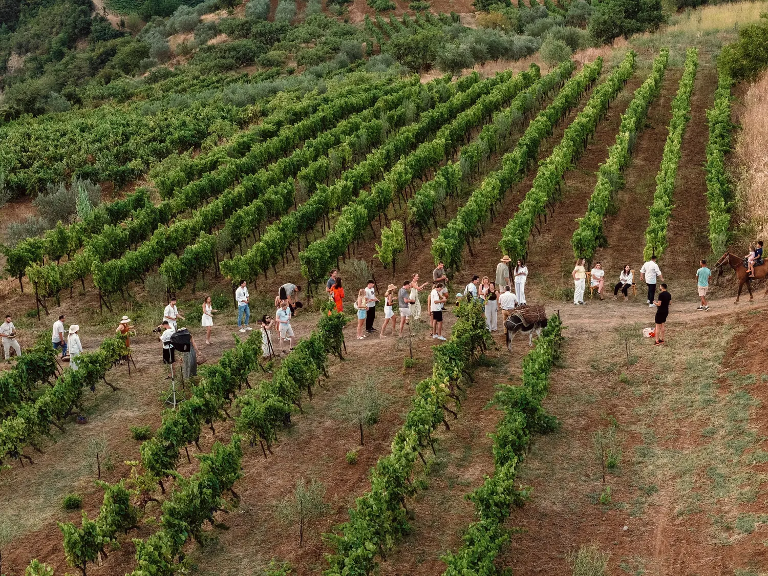 Guests gathered on a path between the vines, with a donkey carrying baskets